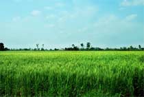 Punjab wheat fields